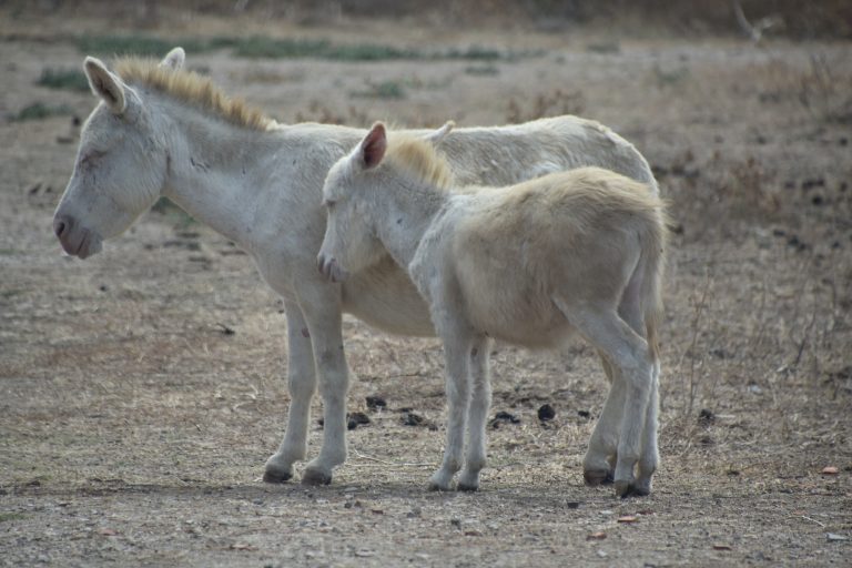 AsiniBianchiMontebaducco