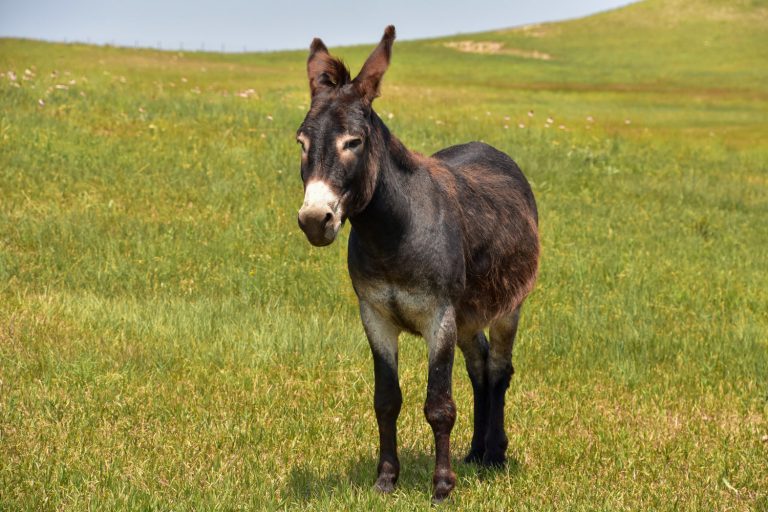 Very sweet solitary burro standing in a grass meadow.